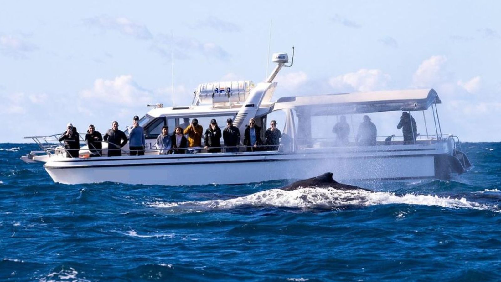 Sydney whale watching tours