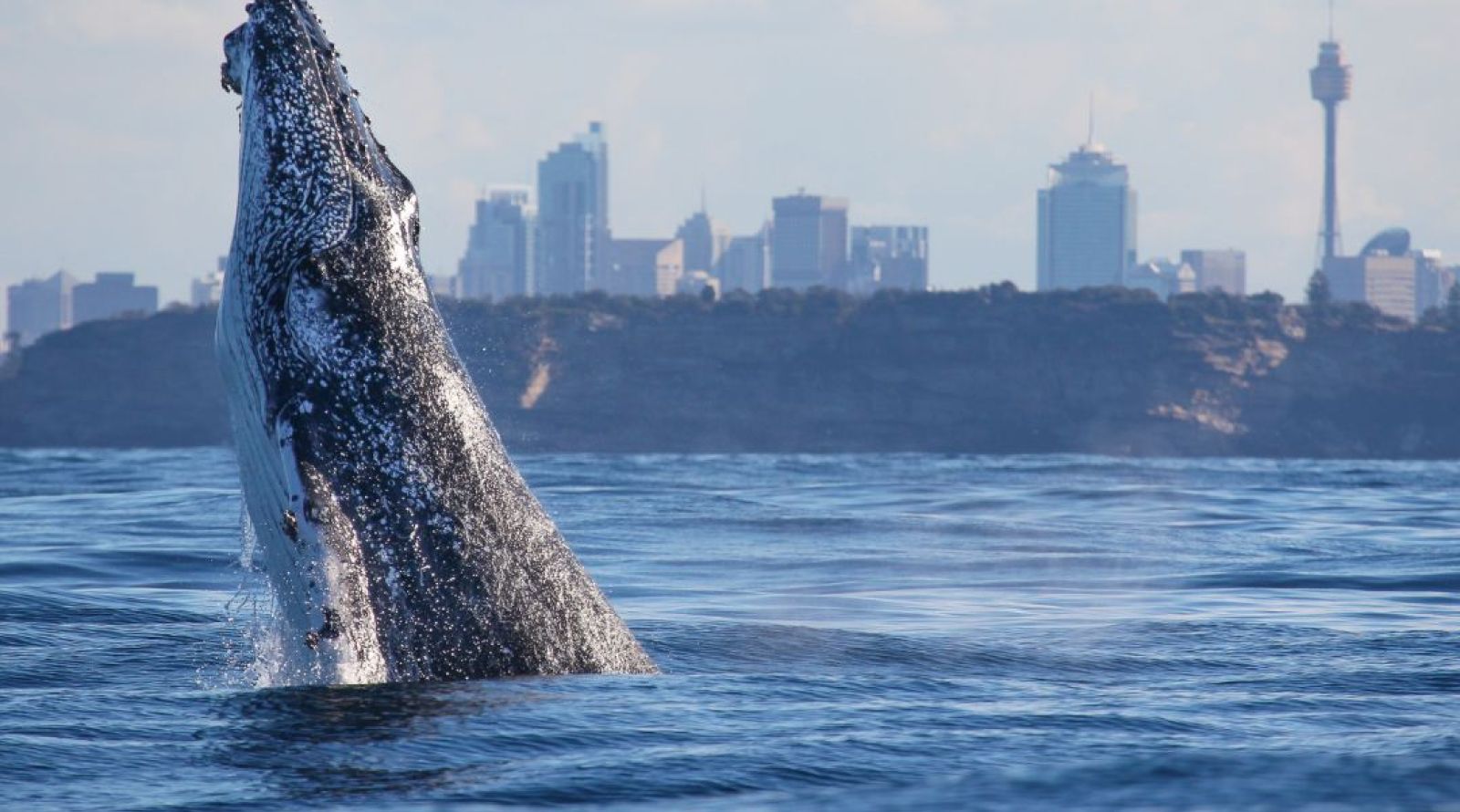 Whale Watching boat Tour Sydney