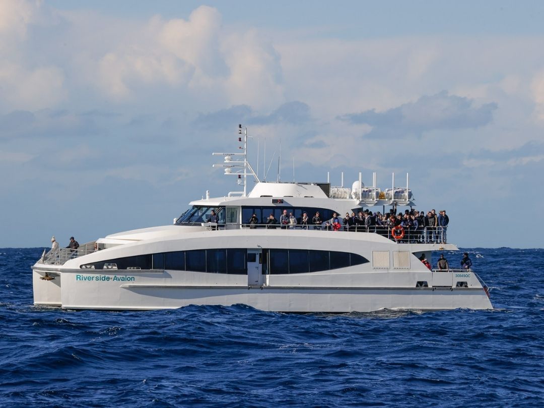 Fantasea Avalon - 2 hr Express Whale Watching cruise Sydney Circular Quay Departure