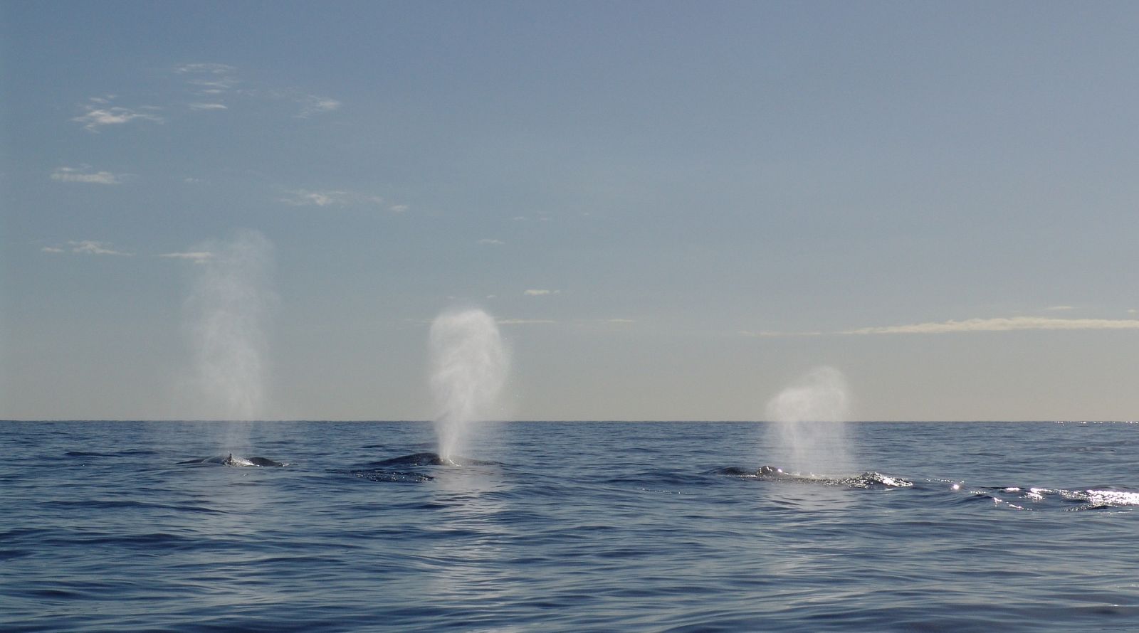 look for water spurts to spot whales on whale watching tours
