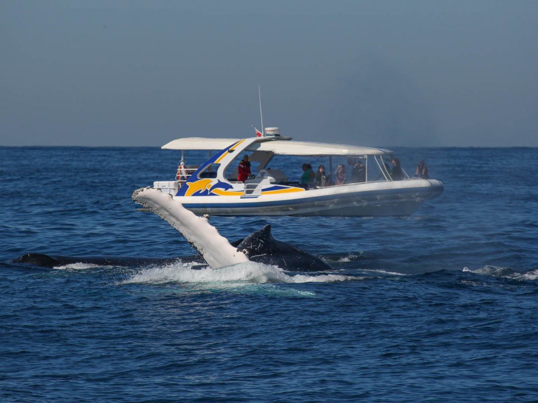 Totally Wild - High Speed Whale Watching cruise Sydney
