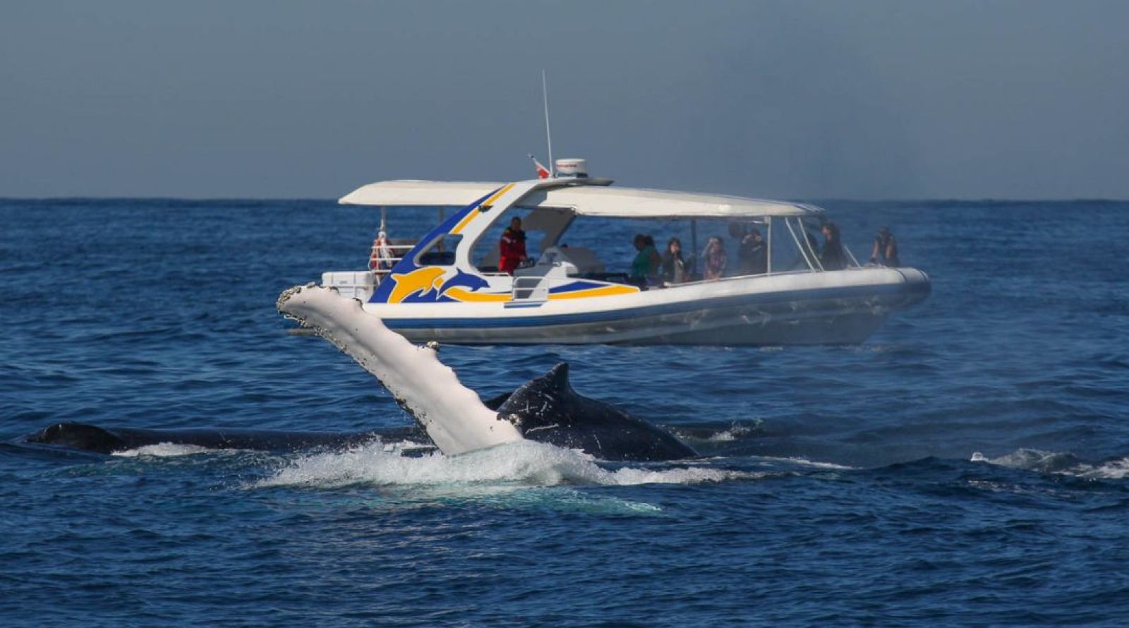 Totally Wild - High Speed Whale Watching cruise Sydney