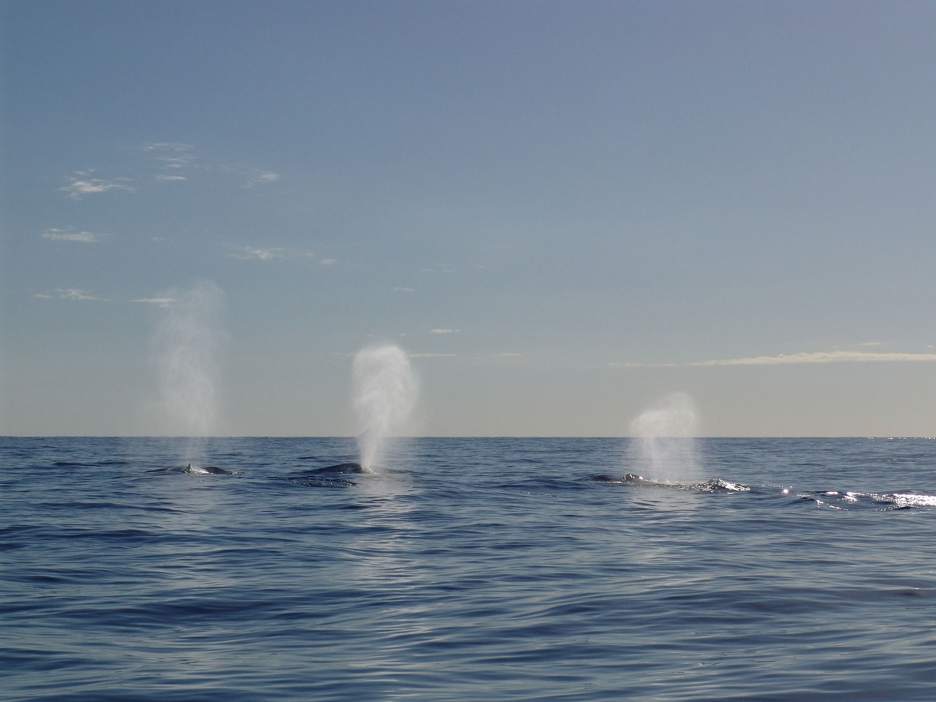 look for water spurts to spot whales on whale watching tours