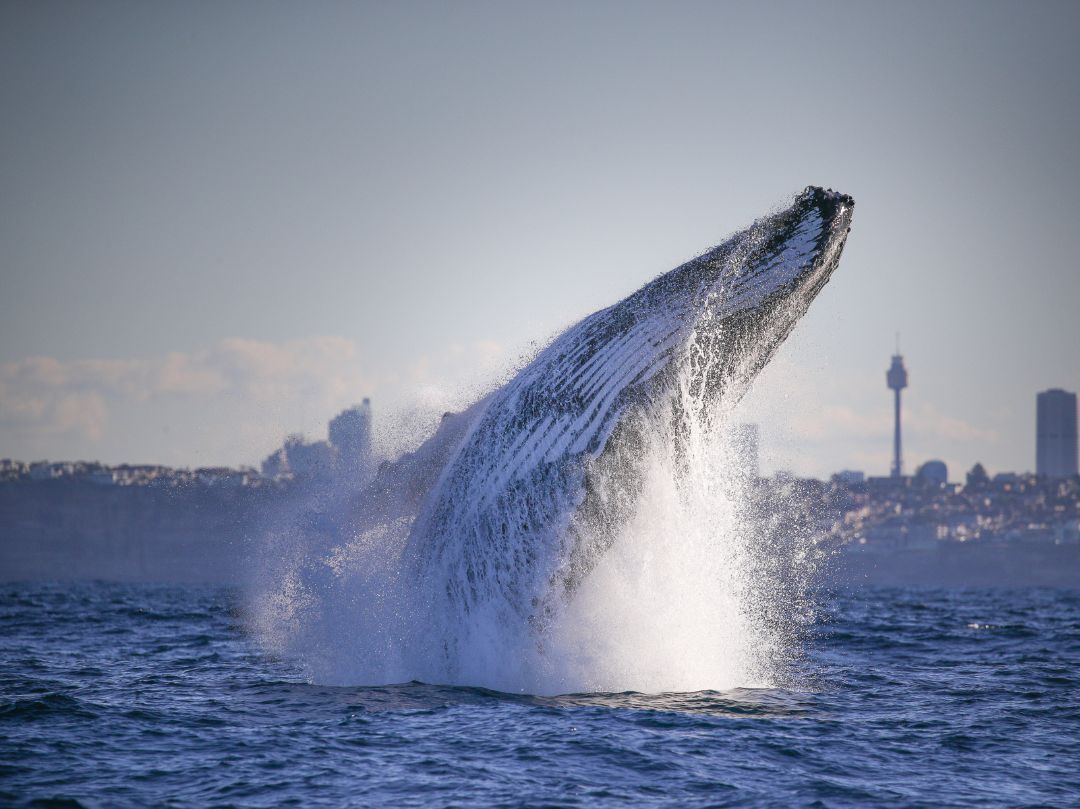 Whale Watching Tour Sydney - Whale breach off the coast of sydney