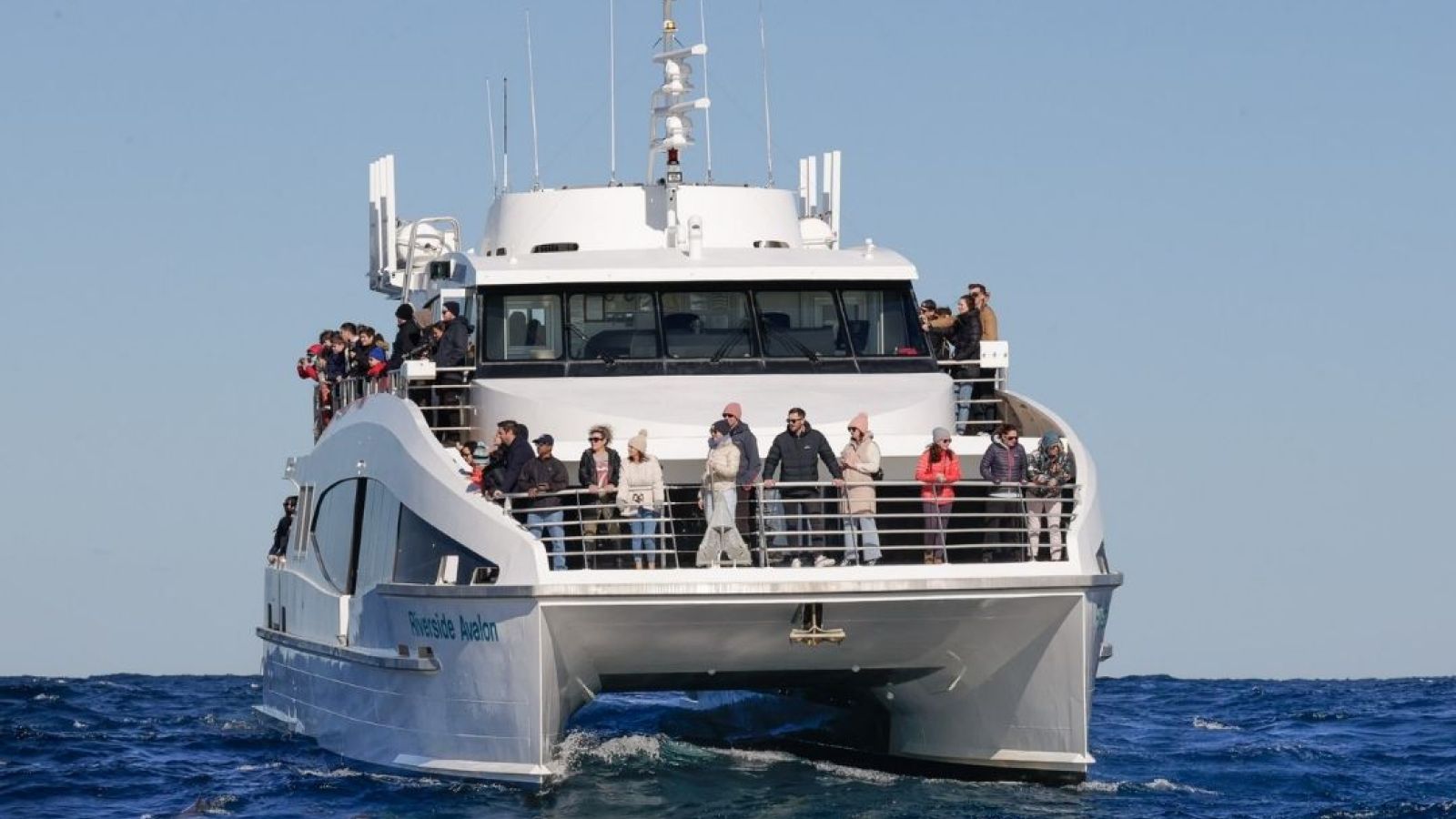 Fantasea Avalon - 2 hr Express Whale Watching cruise Sydney