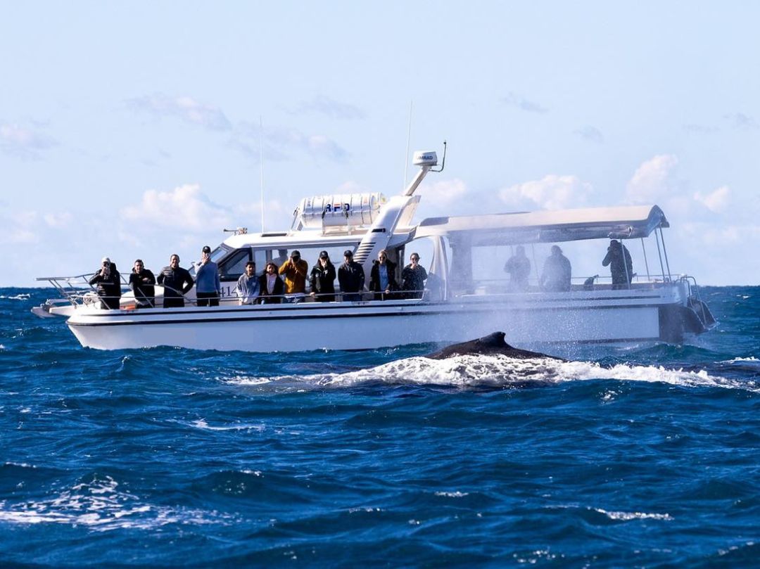 Sydney whale watching tours
