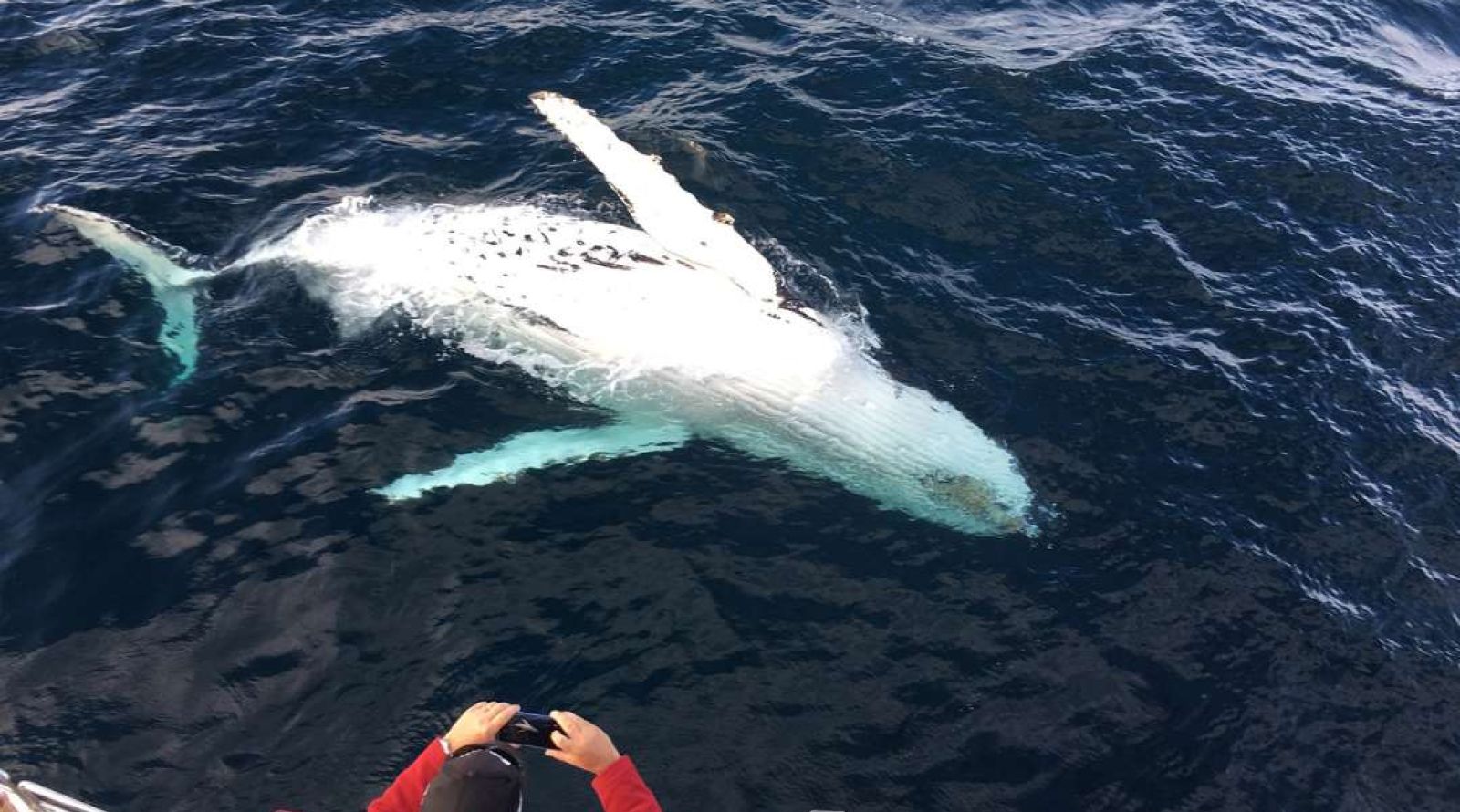 Sydney whale watching tours - up close to humpback whales from your boat