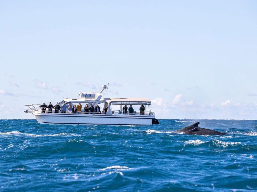 Whale watching tours from Sydney