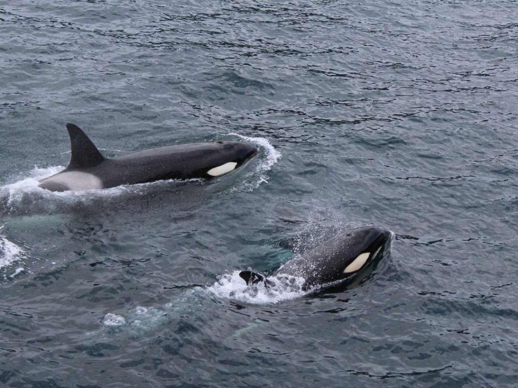 Orcas can be seen on whale tours in Australia