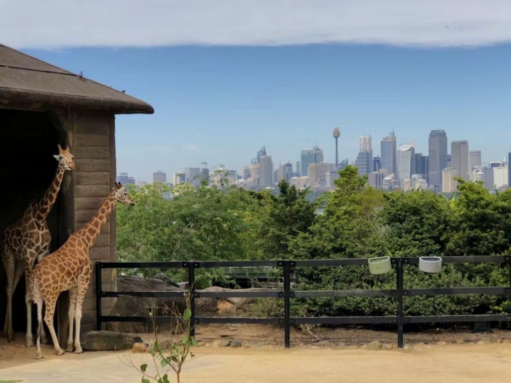 Taronga Zoo Sydney - Giraffe