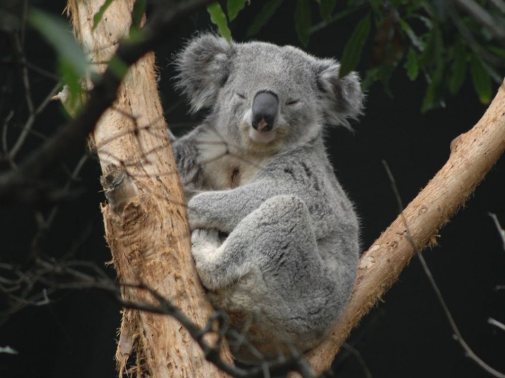 Taronga Zoo Sydney - Koala
